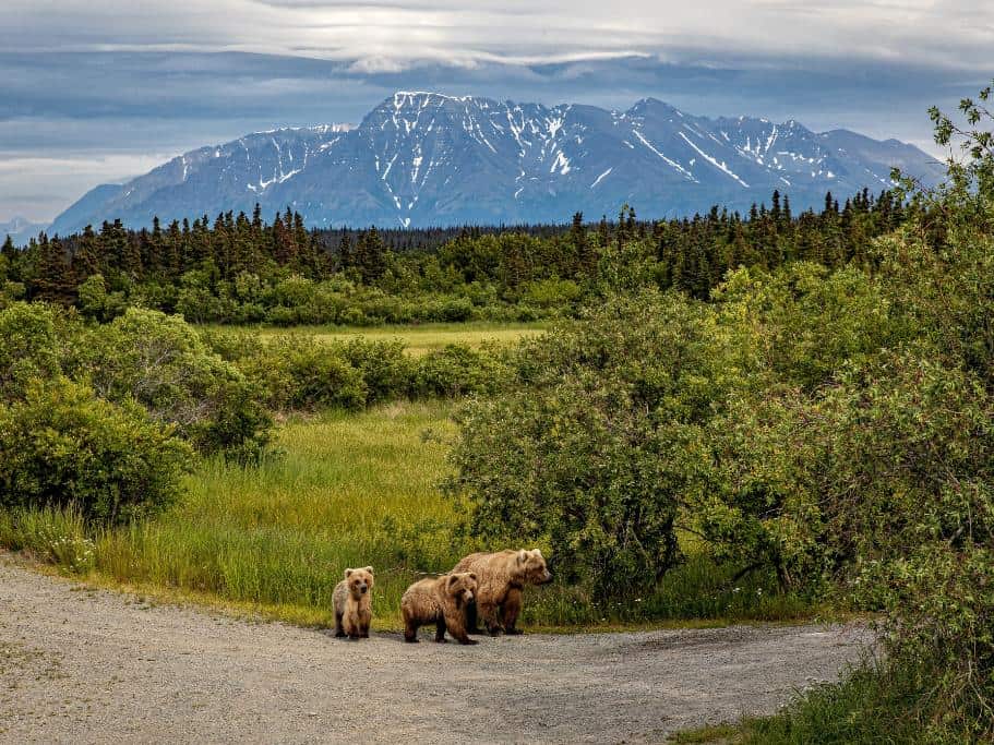 Three brown bears against a green field and blue mountains