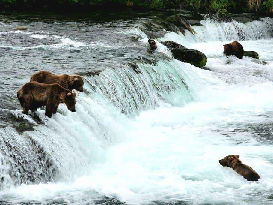 Four brown bears fishing in a waterfall