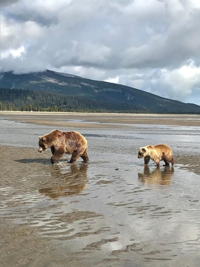 Two bears and their reflection on a beach