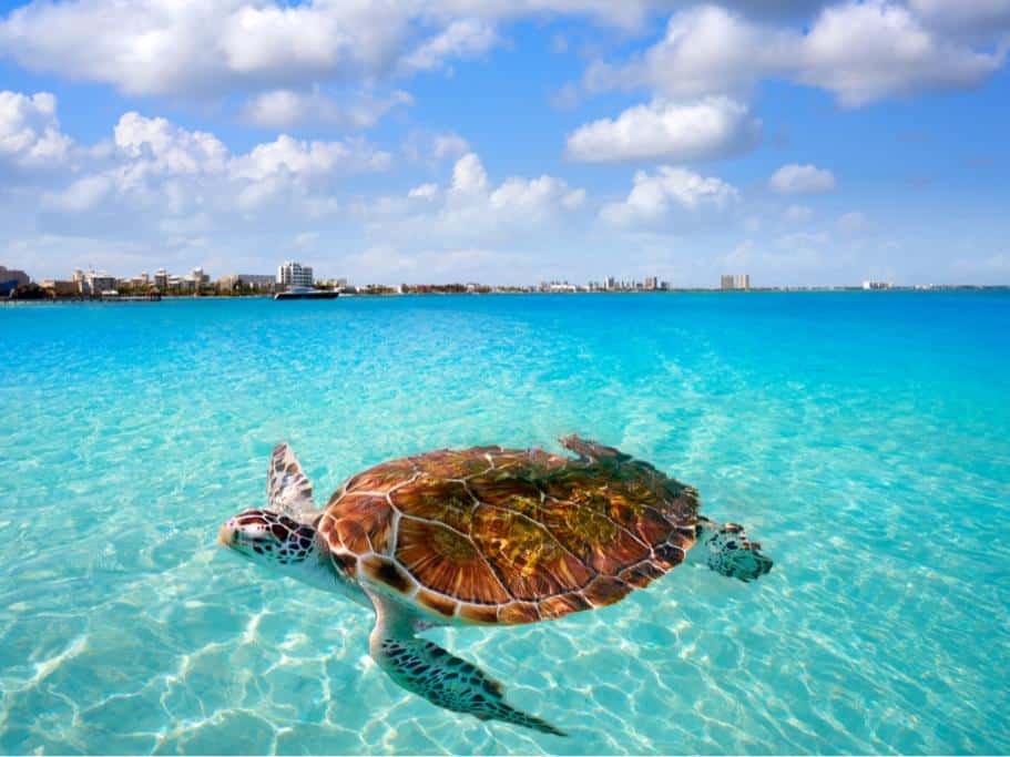 Snorkeling with sea turtles is a fun addition to any 5 day Cancun itinerary