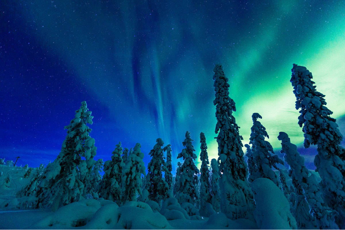 Snow-crusted pine trees below multi-colored northern lights