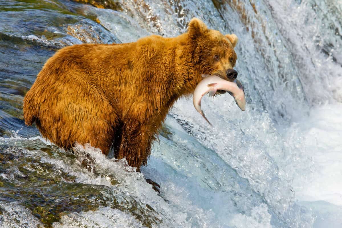 Brown bear with a fish in its mouth on the edge of a waterfall