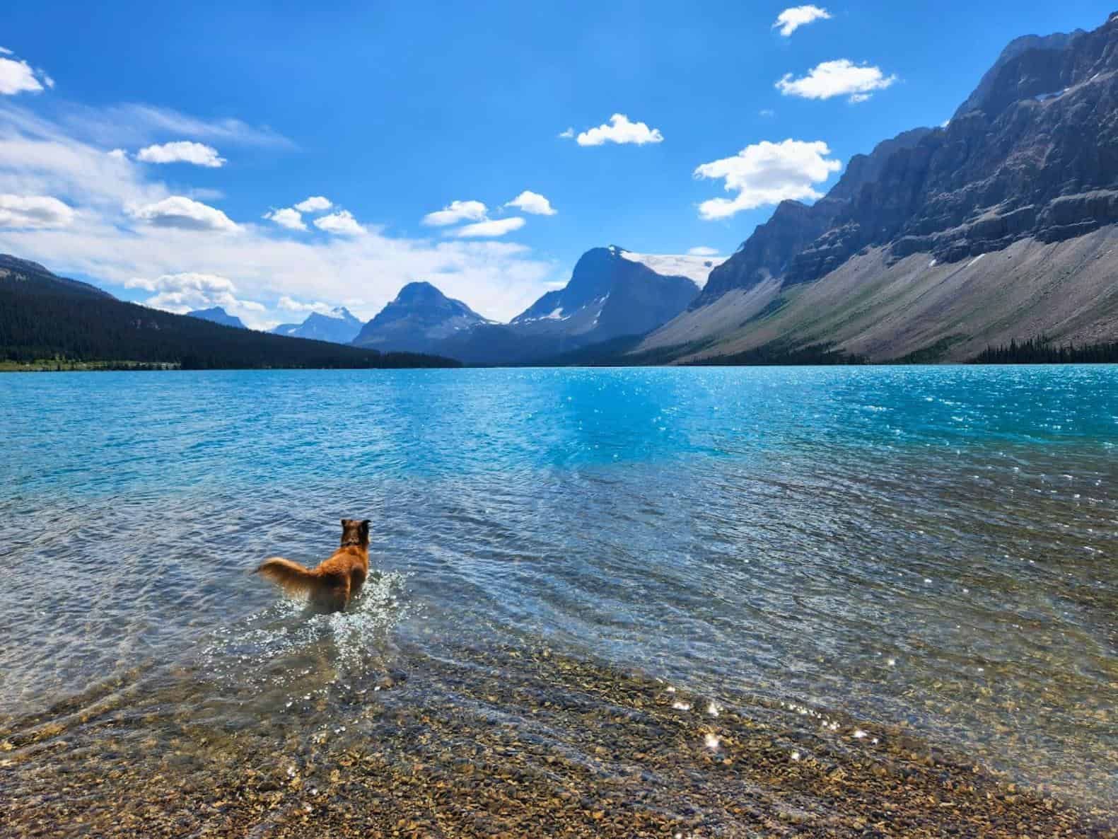 Dog swimming in lake in Jasper National Park