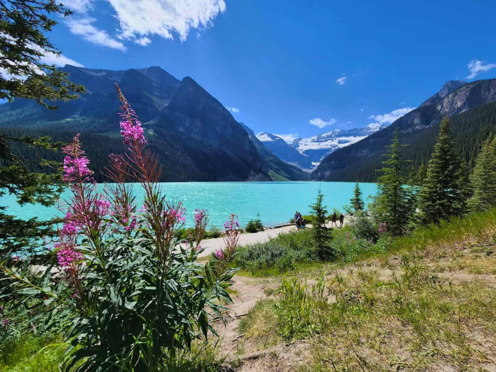 Lake Louise lined with hiking trails and fireweed