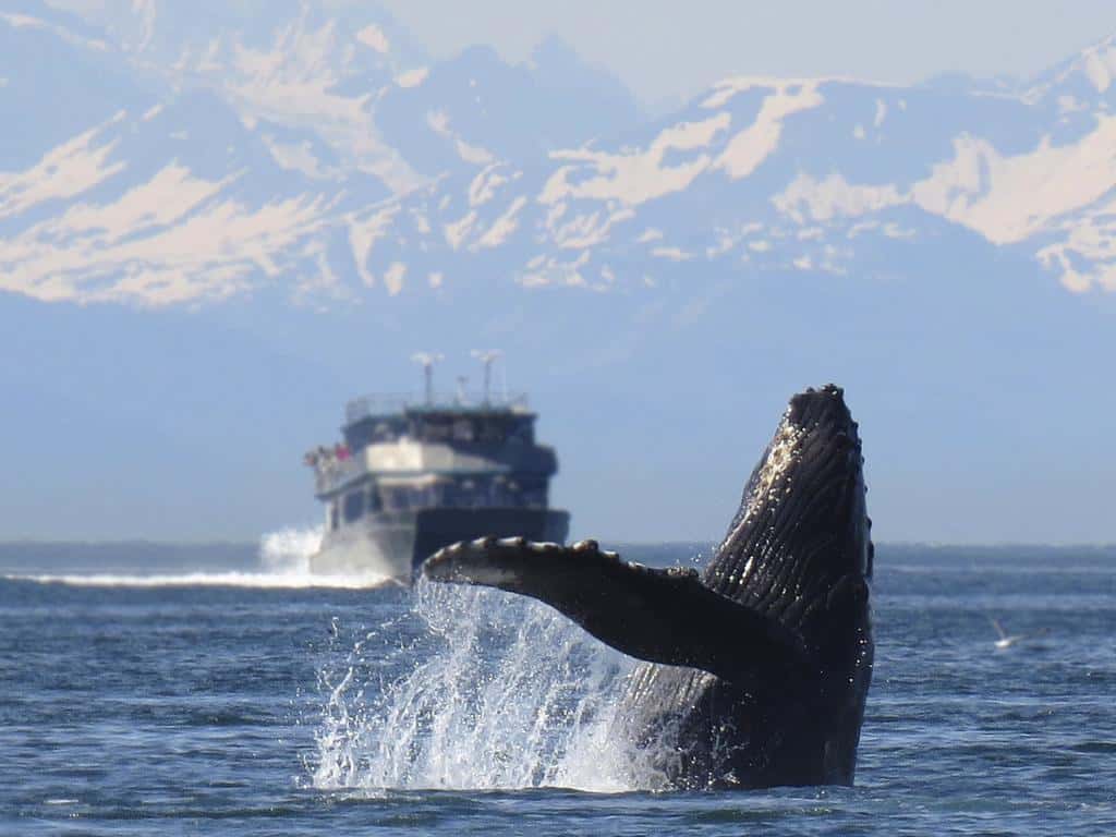 Humpback whale breaching in front of a large whale watching boat backed by snowy mountains