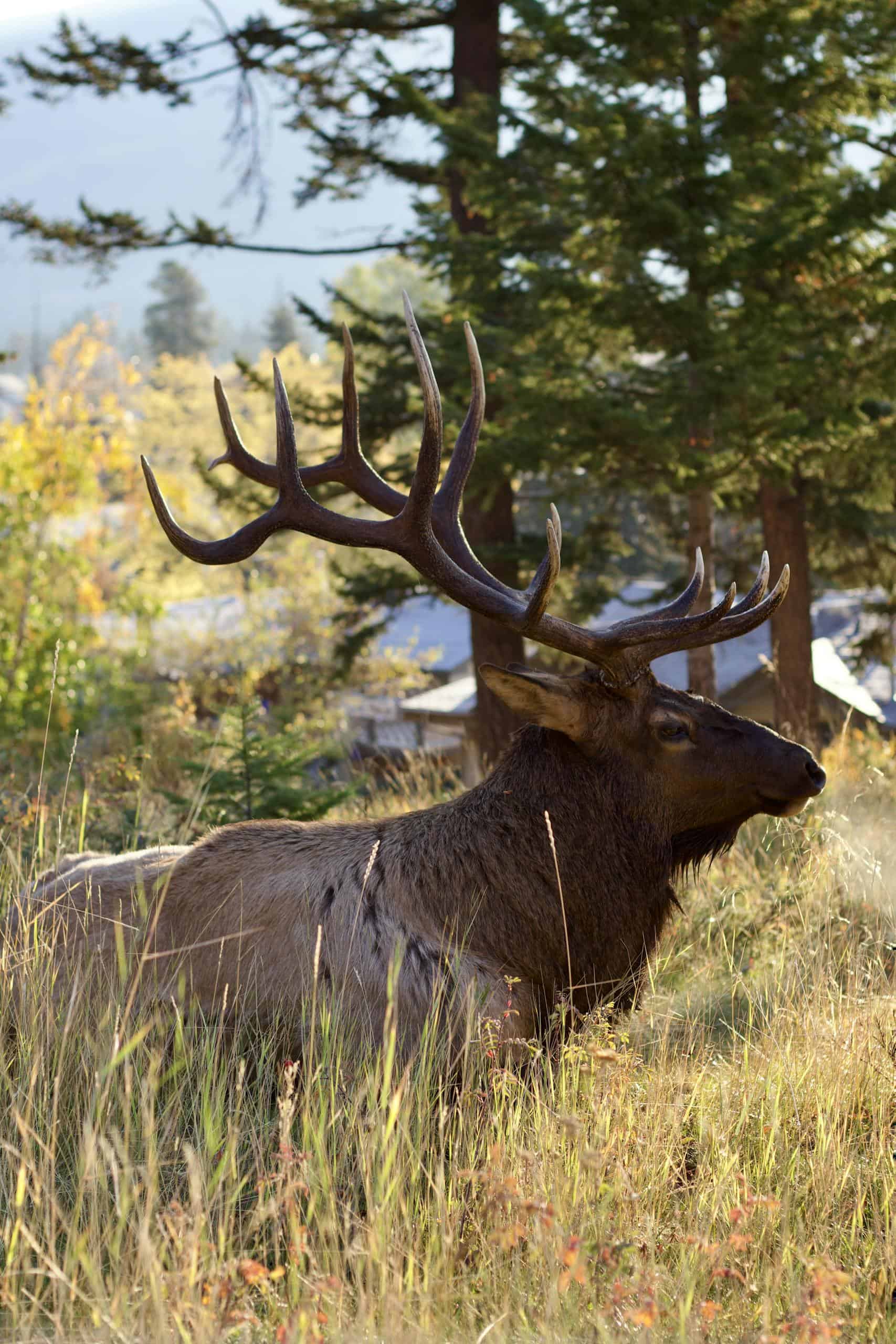 A majestic elk rests in the forest of Jasper National Park, Alberta.