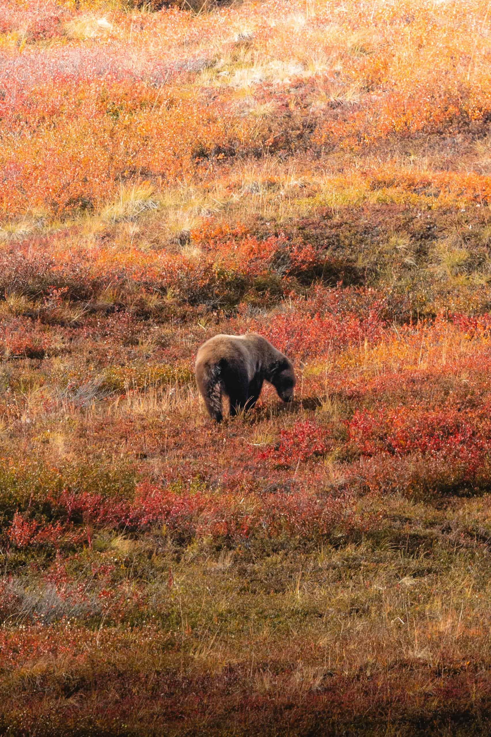 Grizzly bear foraging in colorful autumn meadow with red and orange foliage.