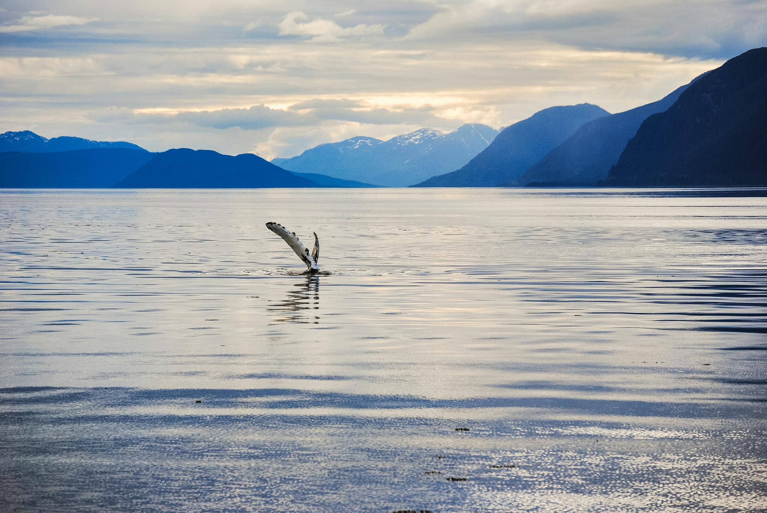 Whale tail emerges in serene lake with majestic mountains and tranquil sunset.