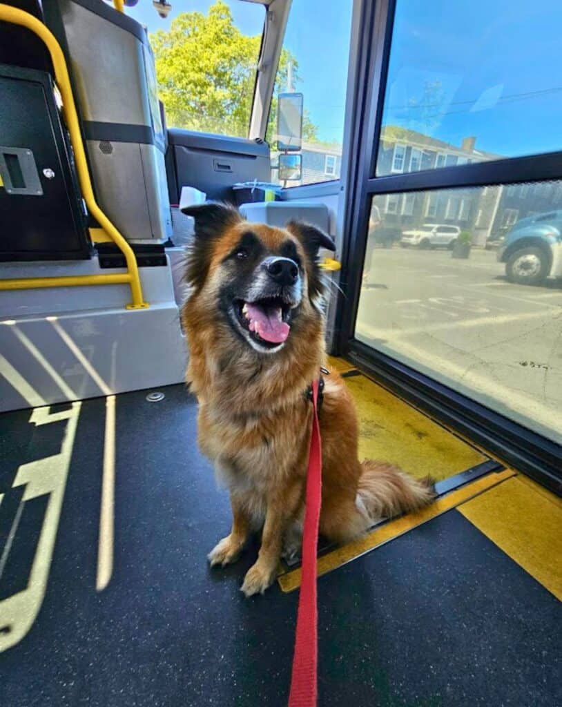 Dog riding Nantucket's "Wave" shuttle on a sunny day