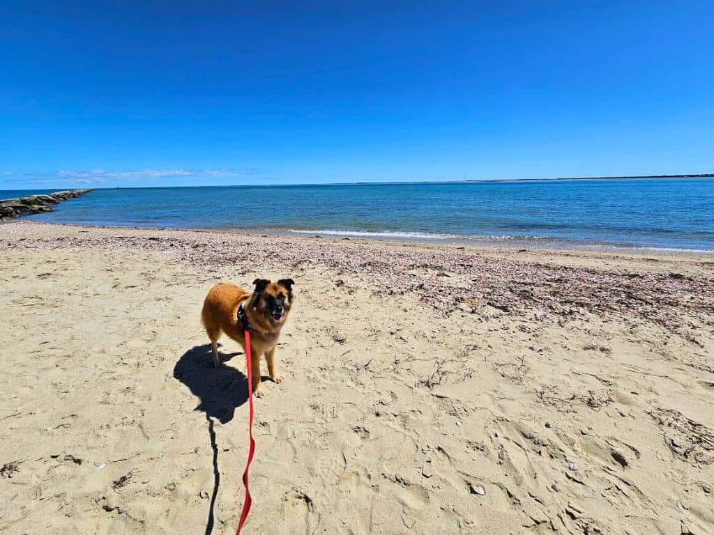 Dog on a red leash on Jetties Beach in Nantucket