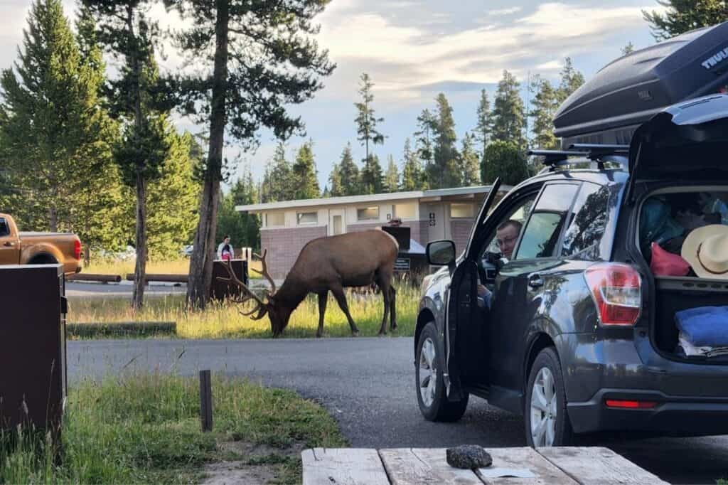 A car open and full of camping supplies while an elk grazes next to a campsite