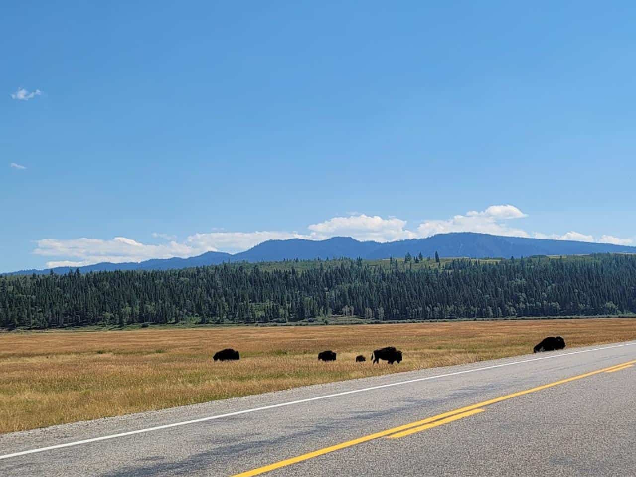 Wild bison walking through a field in the middle of Yellowstone National Park on a sunny day