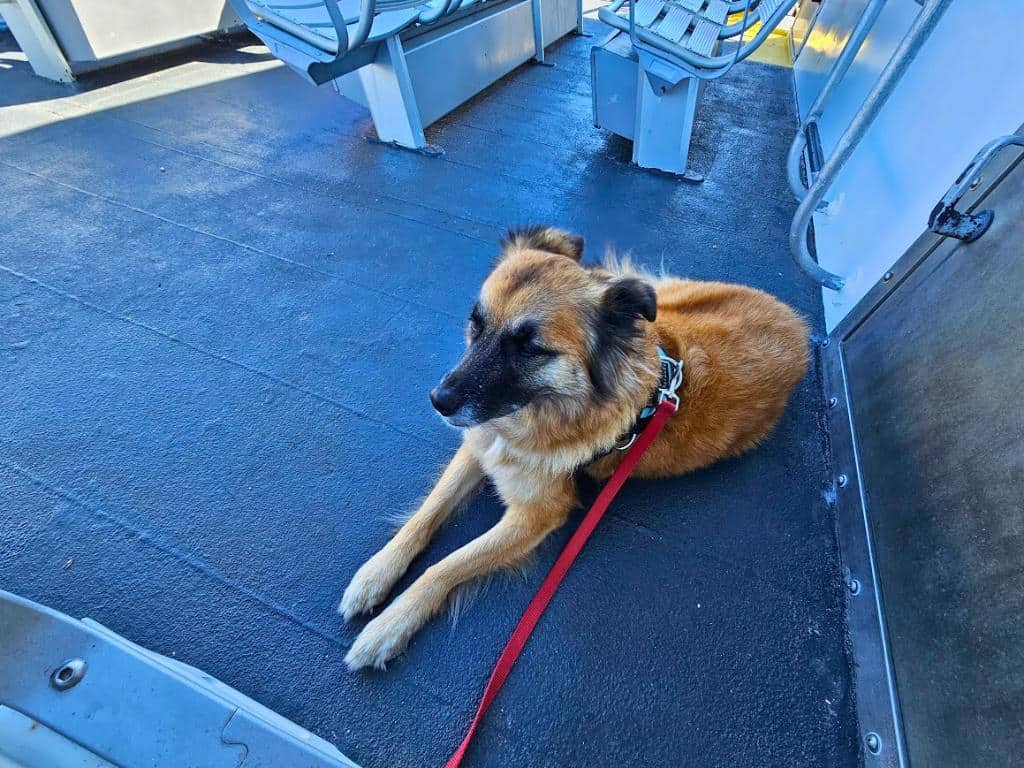 Dog laying calmly on the deck of a ferry to Nantucket