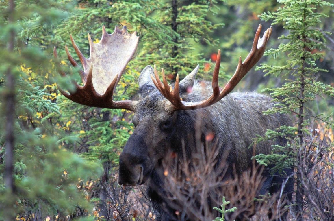 Moose in Denali National Park