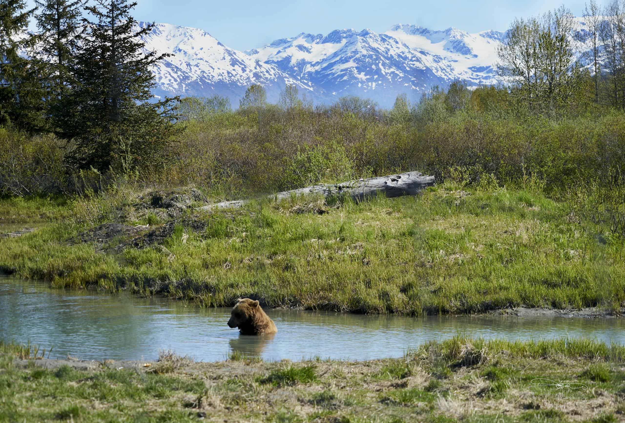 Grizzly bear wading in a stream, surrounded by Alaskan wilderness and snow-capped mountains.