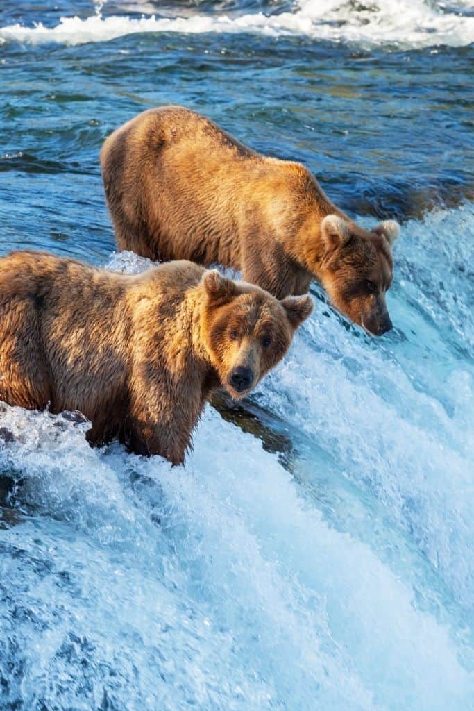 Bears fishing in Brooks Falls at Katmai National Park